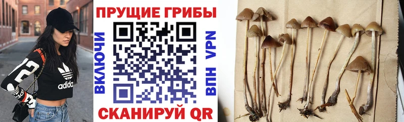 Купить где Судогда Псилоцибиновые грибы Psilocybe